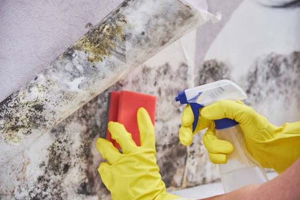 Best Residential Mold Inspection & Testing  in USA